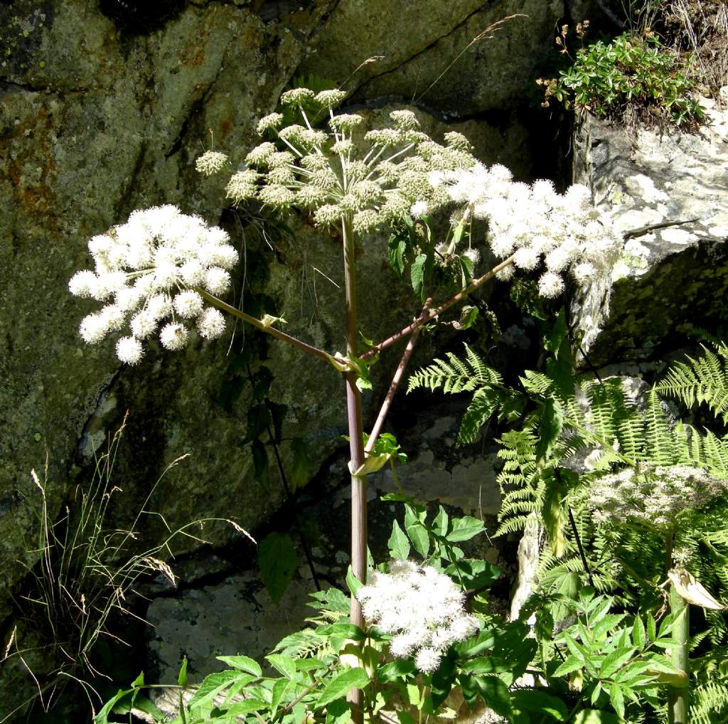 Angelica sylvestris